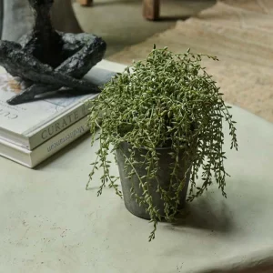 Artificial Trailing Senecio in Pot