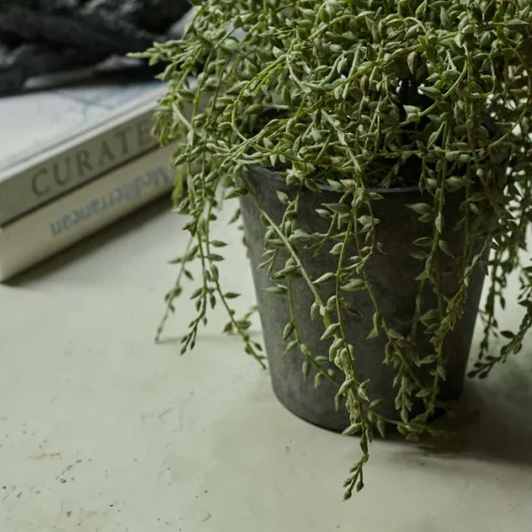 Artificial Trailing Senecio in Pot - Image 4