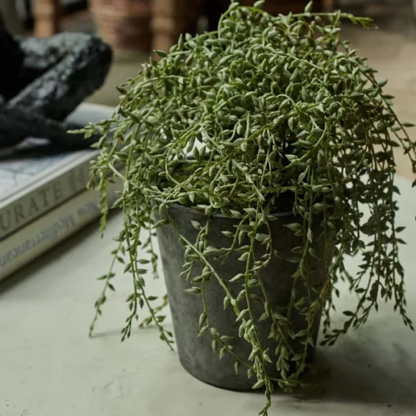 Artificial Trailing Senecio in Pot - Image 2