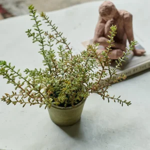 Artificial Burrito Sedum in Pot
