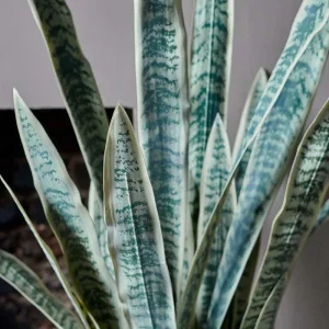 Artificial Snake Plant in Pot