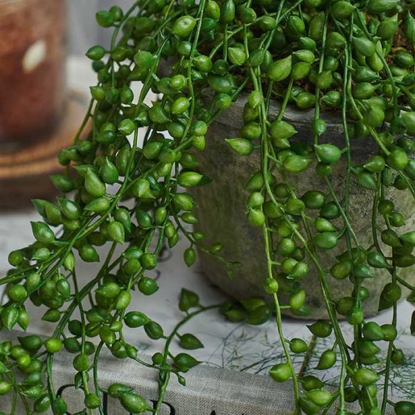 Artificial Trailing String of Pearls - Image 4
