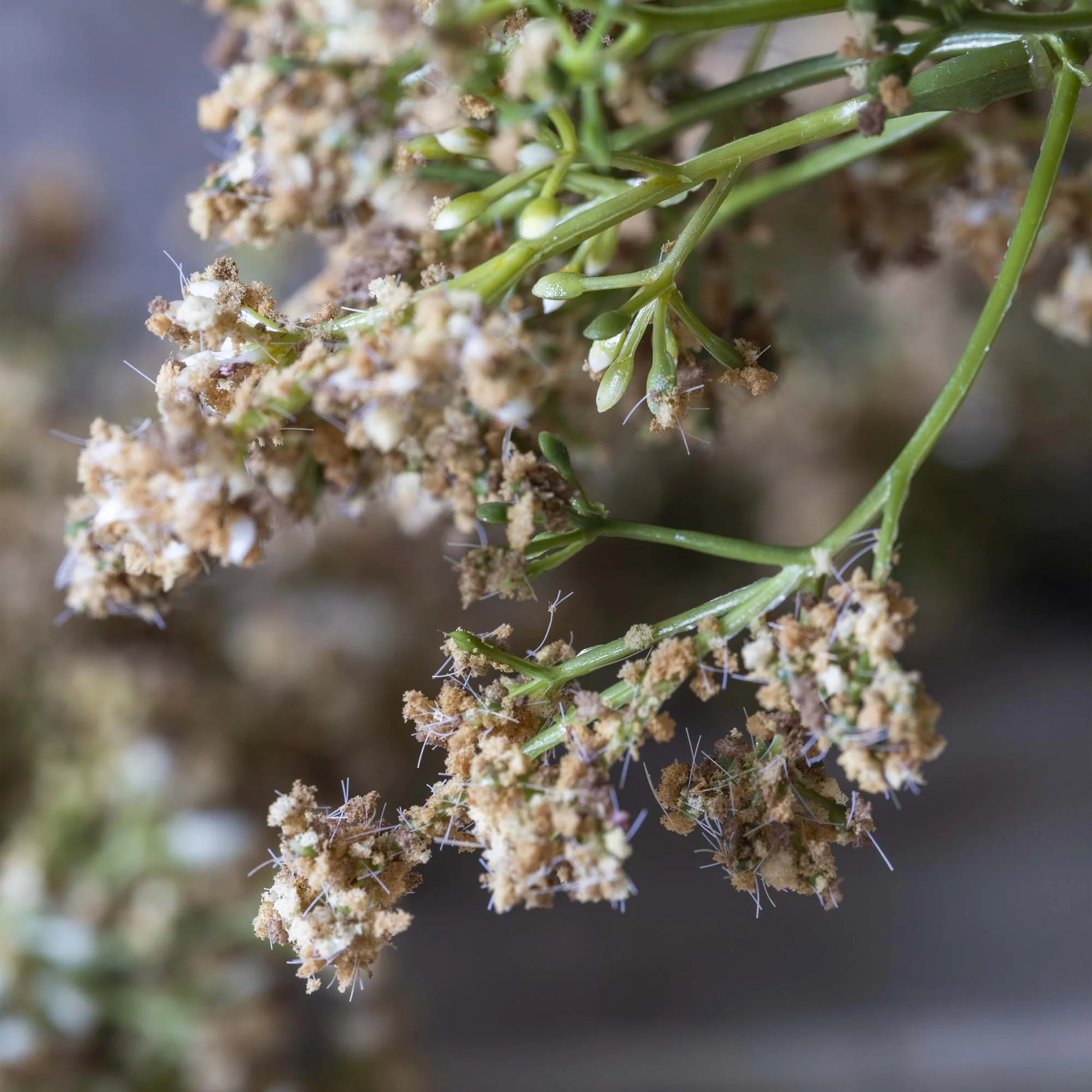 Artificial Butterfly Bush, Natural - Image 5