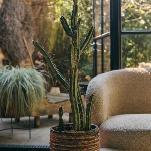 Artificial Cactus
