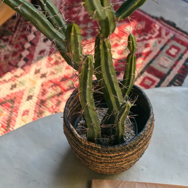 Artificial Cactus - Image 3
