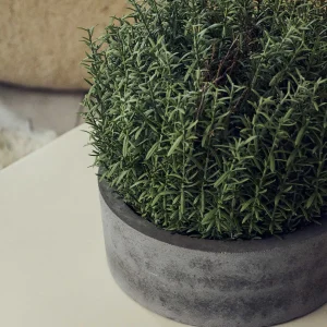 Artificial Rosemary Plant