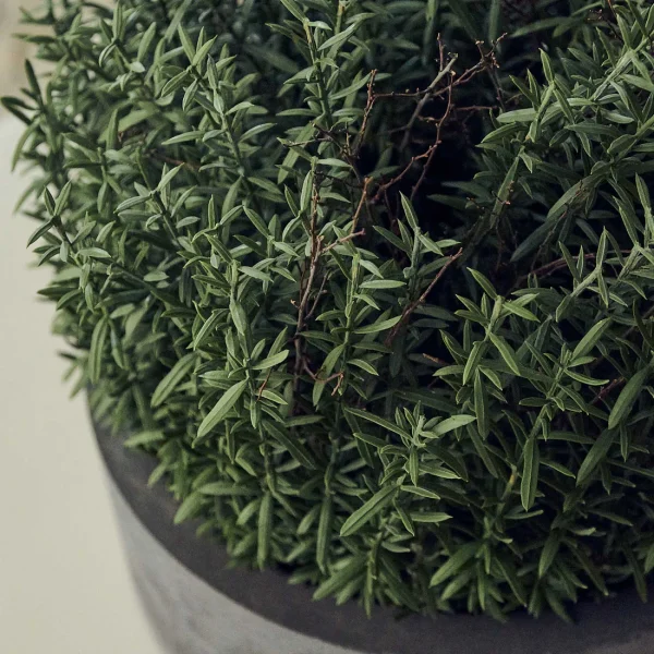 Artificial Rosemary Plant - Image 5