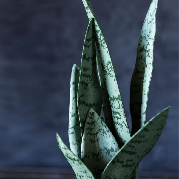 Artificial Snake Plant - Image 5