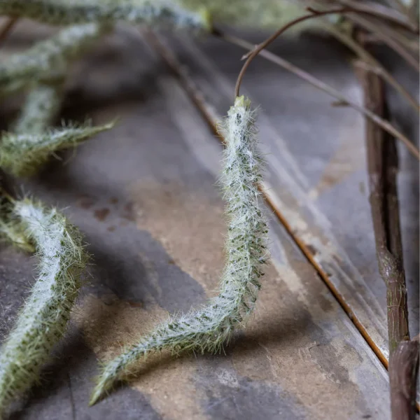 Artificial Trailing Catkin - Image 5