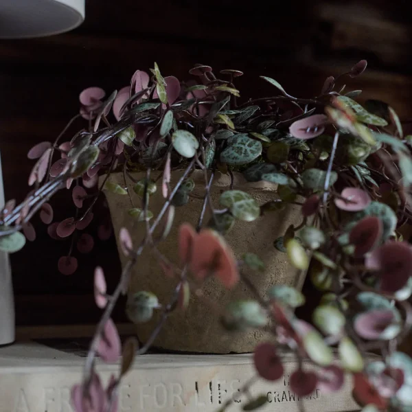 Artificial Trailing String of Hearts - Image 4