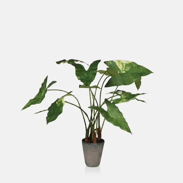 Artificial Variegated Zebra Plant - Medium - Image 2