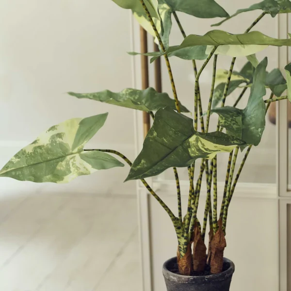 Artificial Variegated Zebra Plant - Medium - Image 3
